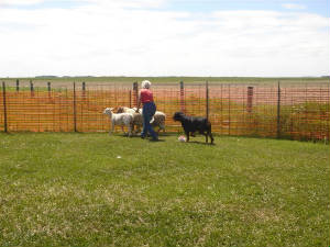 herding.jpg