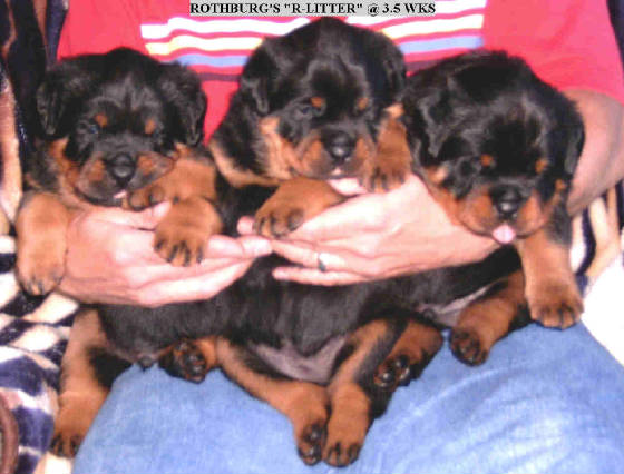 R-litter.jpg