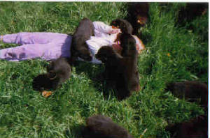 PLAYFUL ROTTWEILER PUPPIES