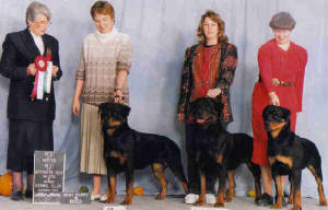rottweilers-skyezamarden.jpg