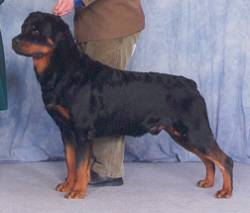 BREEDERS OF NUMBER ONE ROTTWEILERS