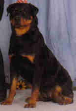 BREEDERS OF HIGH IN CLASS ROTTWEILERS