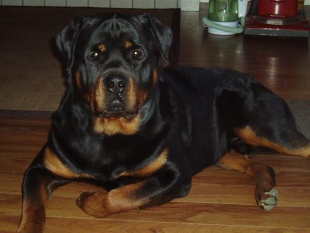 ruger05_09.jpg